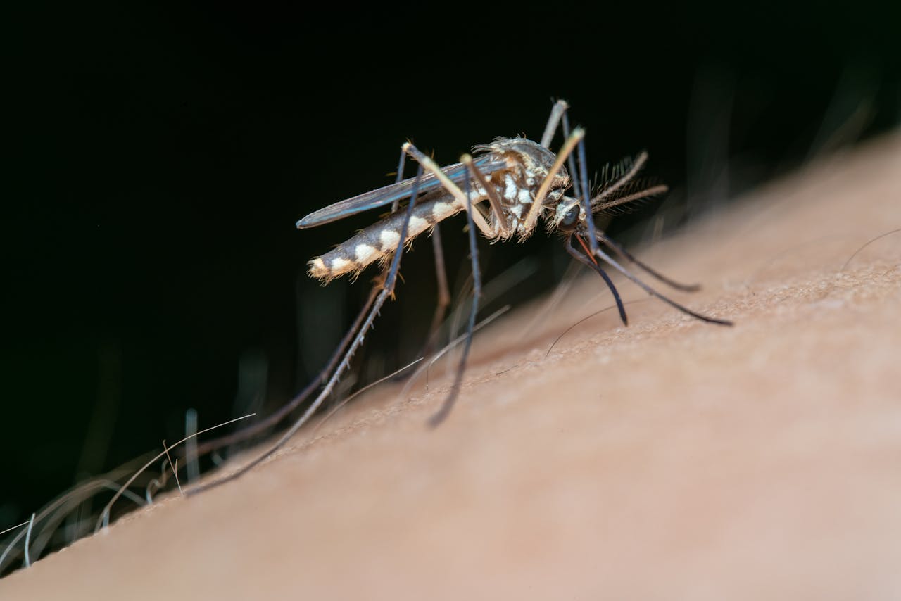 Dengue Spike In Mumbai, Kolkata, Other Cities: What&#039;s Driving It &amp; How To Stay Safe