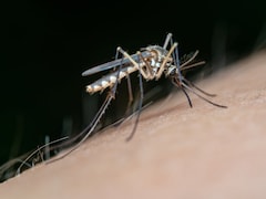 Dengue Spike In Mumbai, Kolkata, Other Cities: Whats Driving It & How To Stay Safe