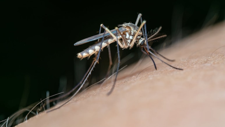 Dengue Spike In Mumbai, Kolkata, Other Cities: What's Driving It & How To Stay Safe