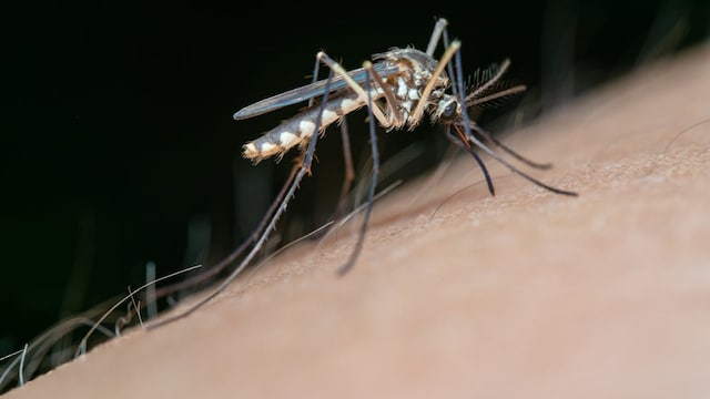 Dengue Spike In Mumbai, Kolkata, Other Cities: What's Driving It & How To Stay Safe