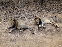 "Astounding Success": Minister As Asiatic Lion Numbers Surge To 891 "Astounding Success": Minister As Asiatic Lion Numbers Surge To 891