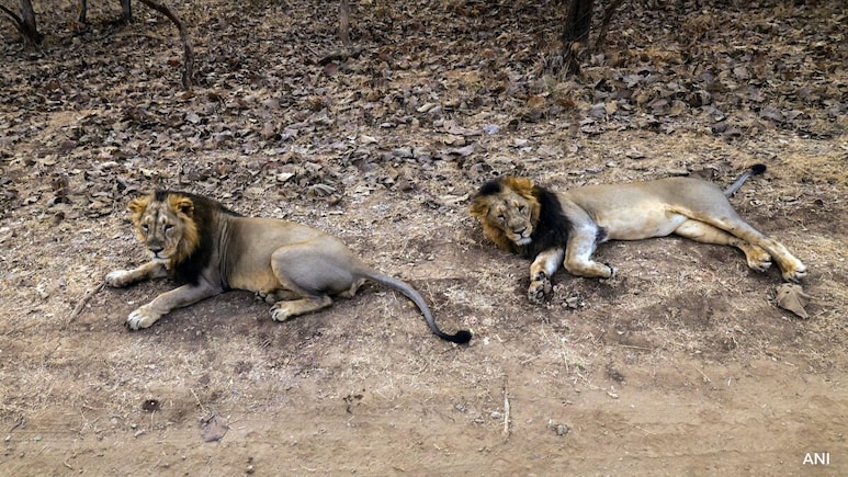 "Astounding Success": Minister As Asiatic Lion Numbers Surge To 891 "Astounding Success": Minister As Asiatic Lion Numbers Surge To 891