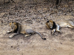 Gujarat Sends Vets, Multiple Teams To Gir Amid Sudden Lion Deaths
