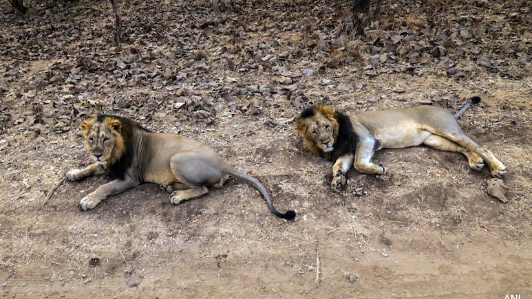 Gujarat Sends Vets, Multiple Teams To Gir Amid Sudden Lion Deaths