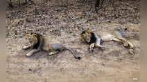 Gujarat Sends Vets, Multiple Teams To Gir Amid Sudden Lion Deaths