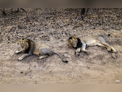 Gujarat Sends Vets, Multiple Teams To Gir Amid Sudden Lion Deaths