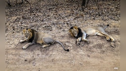 Illegal Lion Safari Racket Busted In Gujarat, 7 Arrested, Thar Seized