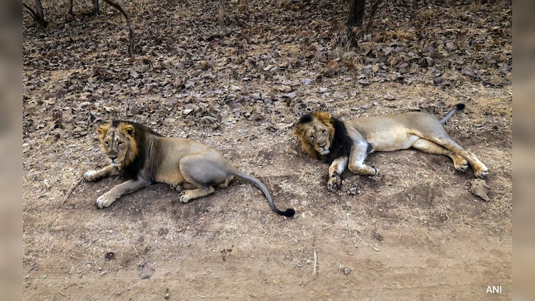 Illegal Lion Safari Racket Busted In Gujarat, 7 Arrested, Thar Seized
