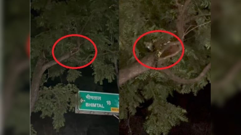 पेड़ पर घात लगाए बैठा था तेंदुआ, कैमरे में हुआ कैद, दहशत में लोग