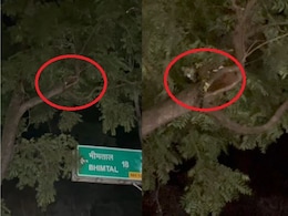 पेड़ पर घात लगाए बैठा था तेंदुआ, कैमरे में हुआ कैद, दहशत में लोग पेड़ पर घात लगाए बैठा था तेंदुआ, कैमरे में हुआ कैद, दहशत में लोग