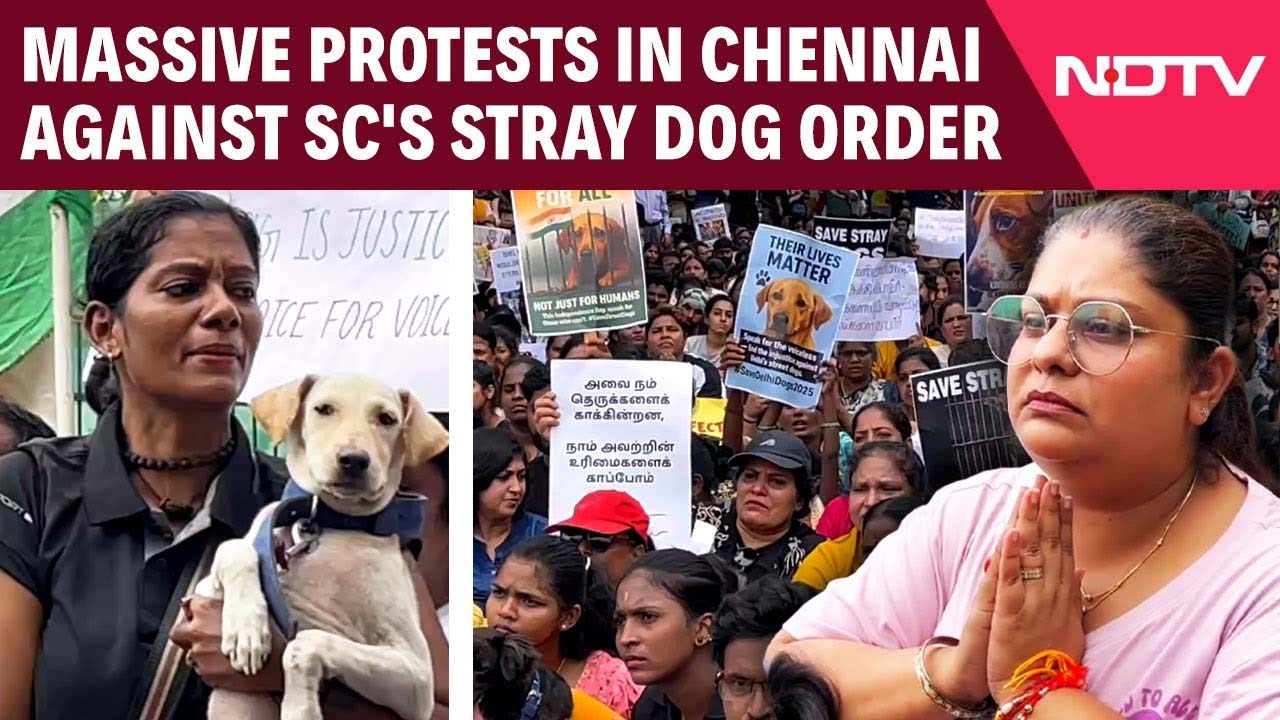 Video: Over 1000 Animal Lovers Protest SC Order On Street Dogs, Demand Justice