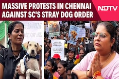 Over 1000 Animal Lovers Protest SC Order On Street Dogs, Demand Justice Over 1000 Animal Lovers Protest SC Order On Street Dogs, Demand Justice