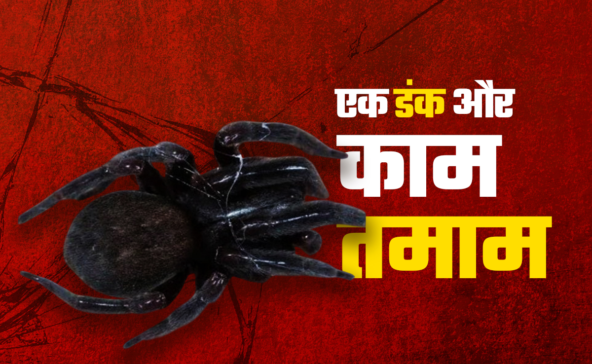 क्या है ब्लैक स्पाइडर, क्यों है यह इतनी खतरनाक, जिसके कारण असम में 7 साल की मासूम की हो गई मौत