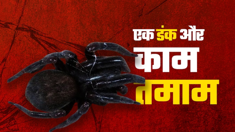 असम में 7 साल की बच्ची की जान लेने वाली 'काली मकड़ी' के बारे में सबकुछ जानिए