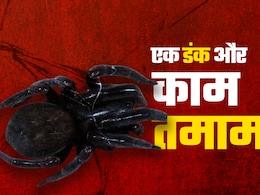 असम में 7 साल की बच्ची की जान लेने वाली 'काली मकड़ी' के बारे में सबकुछ जानिए असम में 7 साल की बच्ची की जान लेने वाली 'काली मकड़ी' के बारे में सबकुछ जानिए