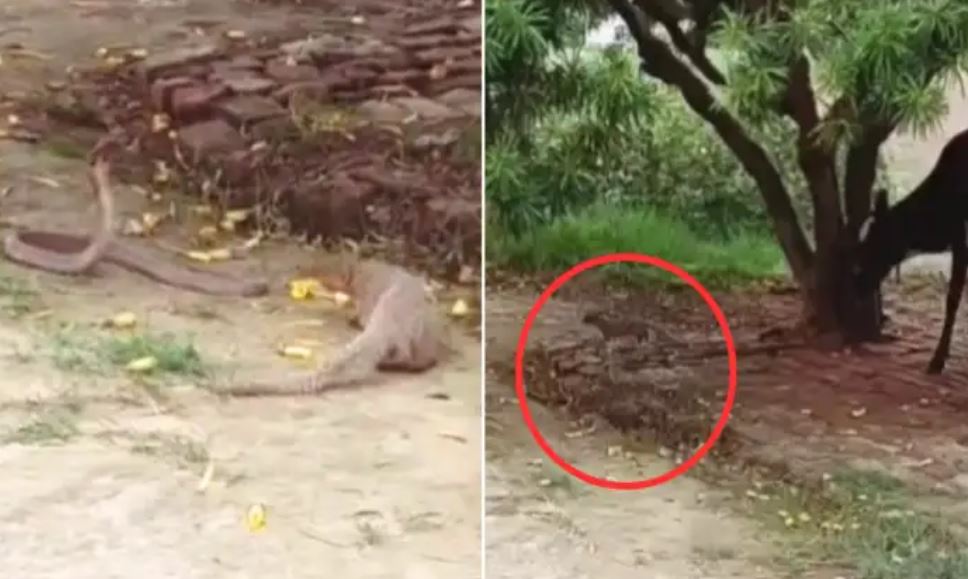 सांप-नेवला की जबरदस्त लड़ाई, गाय ने भी लिया 'फर्स्ट रो' का मजा