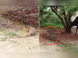 सांप-नेवला की जबरदस्त लड़ाई, गाय ने भी लिया 'फर्स्ट रो' का मजा