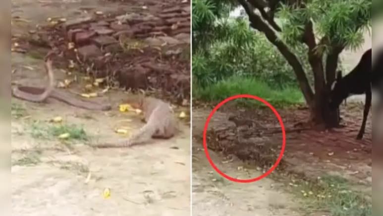 सांप-नेवला की जबरदस्त लड़ाई, गाय ने भी लिया 'फर्स्ट रो' का मजा सांप-नेवला की जबरदस्त लड़ाई, गाय ने भी लिया 'फर्स्ट रो' का मजा