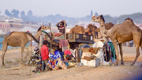 Pushkar Fair 2025: विश्व प्रसिद्ध पुष्कर पशु मेले के तारीखों की हुई घोषणा, देश-विदेश से आते हैं लाखों पर्यटक