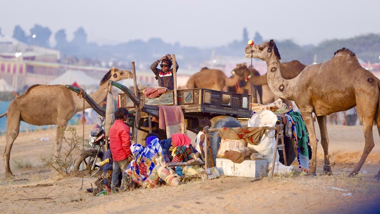 Pushkar Fair 2025: विश्व प्रसिद्ध पुष्कर पशु मेले के तारीखों की हुई घोषणा, देश-विदेश से आते हैं लाखों पर्यटक Pushkar Fair 2025: विश्व प्रसिद्ध पुष्कर पशु मेले के तारीखों की हुई घोषणा, देश-विदेश से आते हैं लाखों पर्यटक