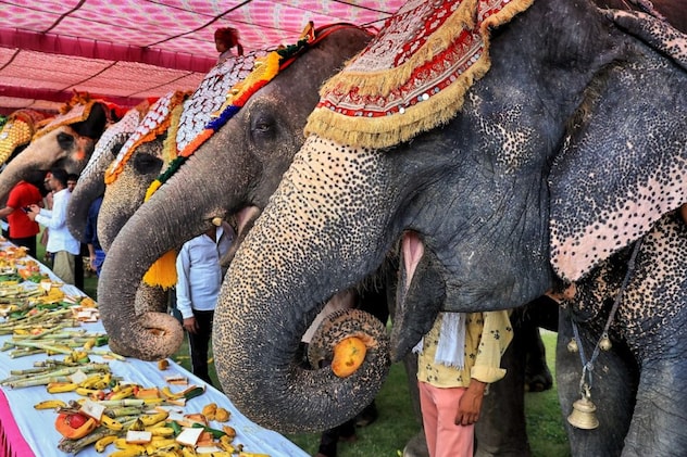 गन्ना खाते हुए हाथी गन्ना खाते हुए हाथी