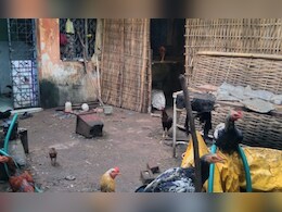 Bhandara News: डॉक्टरांचा अजब कारनामा! आरोग्य केंद्रात चक्क कोंबड्या पाळल्या, घाण, दुर्गंधीने पेशंट त्रस्त