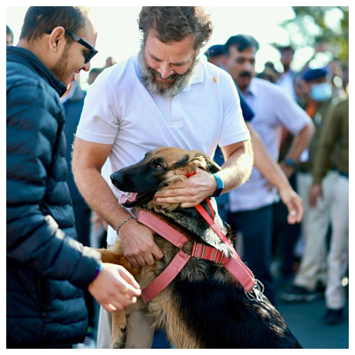Rahul Gandhi Praises Top Court's New Stray Dog Order As 'Progressive Step'