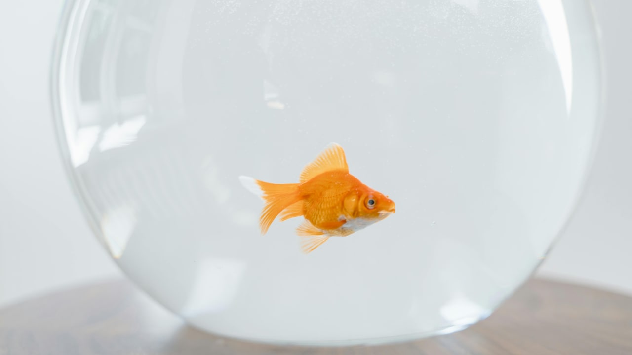 Why Should You Use Plants And Stones To Decorate Your Aquarium?