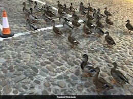 Meet The 'Duckies': Locals In UK Town Volunteer As Duck-Crossing Wardens Meet The 'Duckies': Locals In UK Town Volunteer As Duck-Crossing Wardens