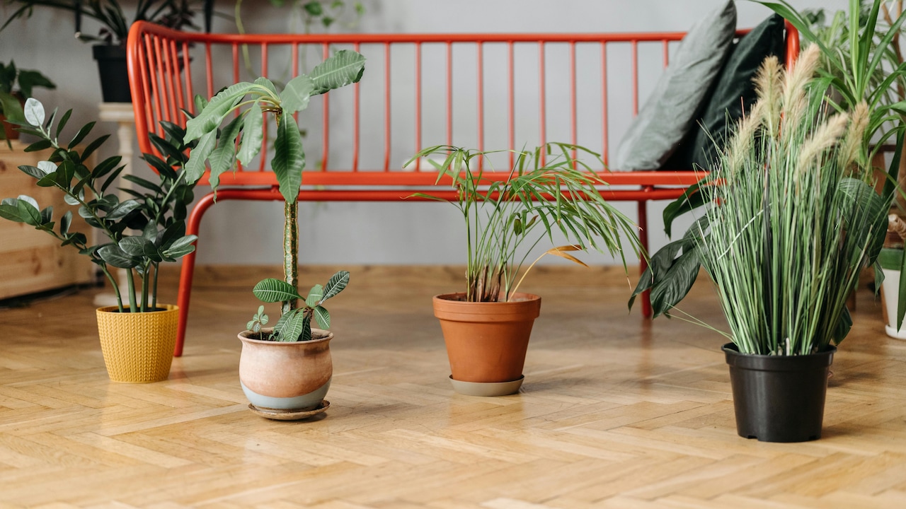 Buy Hanging Pots And Planters On Amazon Great Freedom Festival