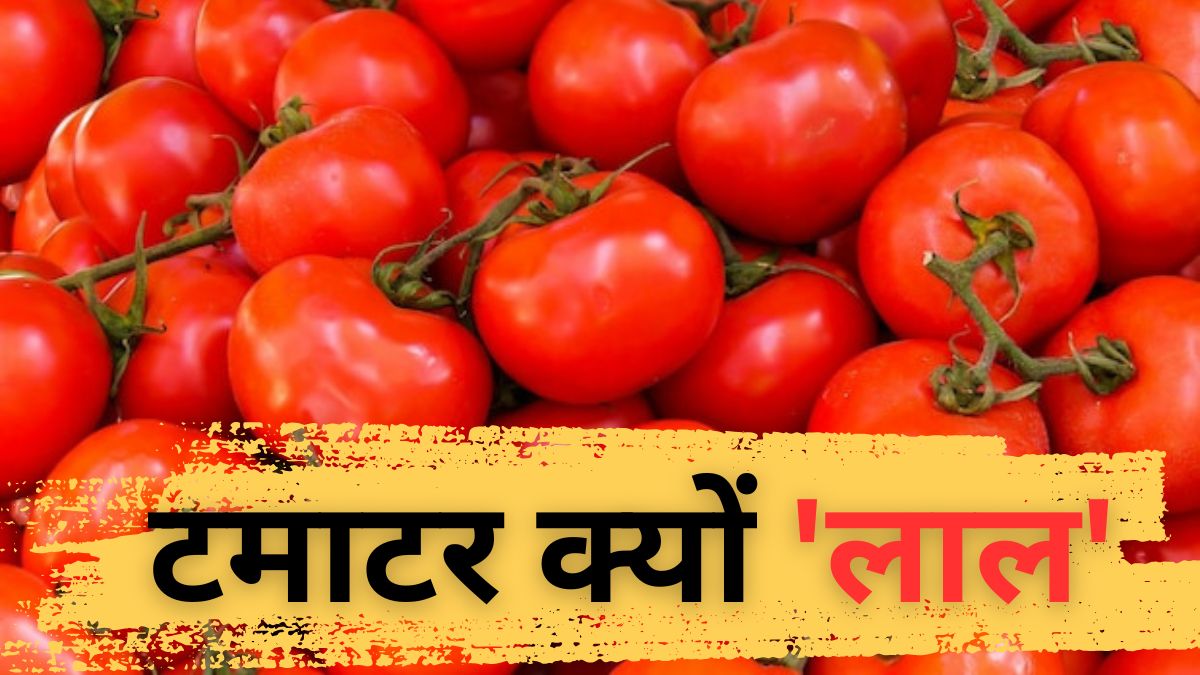 टमाटर के दाम क्‍यों छू रहे आसमान, जानें कब घट सकती है कीमत