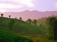10 Reasons Why Wayanad Is Kerala's Most Peaceful Digital Detox Spot