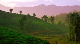 10 Reasons Why Wayanad Is Kerala's Most Peaceful Digital Detox Spot