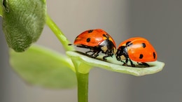 Forget Dogs And Cats, Why Japan Loves Bugs As Pets