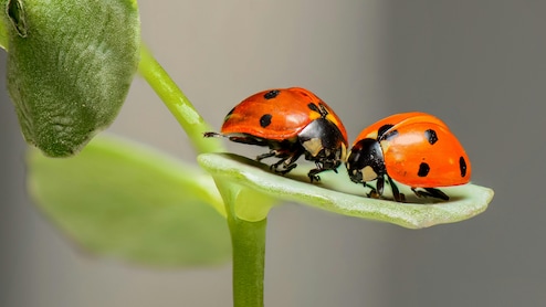 Forget Dogs And Cats, Why Japan Loves Bugs As Pets
