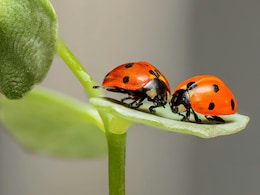 Forget Dogs And Cats, Why Japan Loves Bugs As Pets Forget Dogs And Cats, Why Japan Loves Bugs As Pets