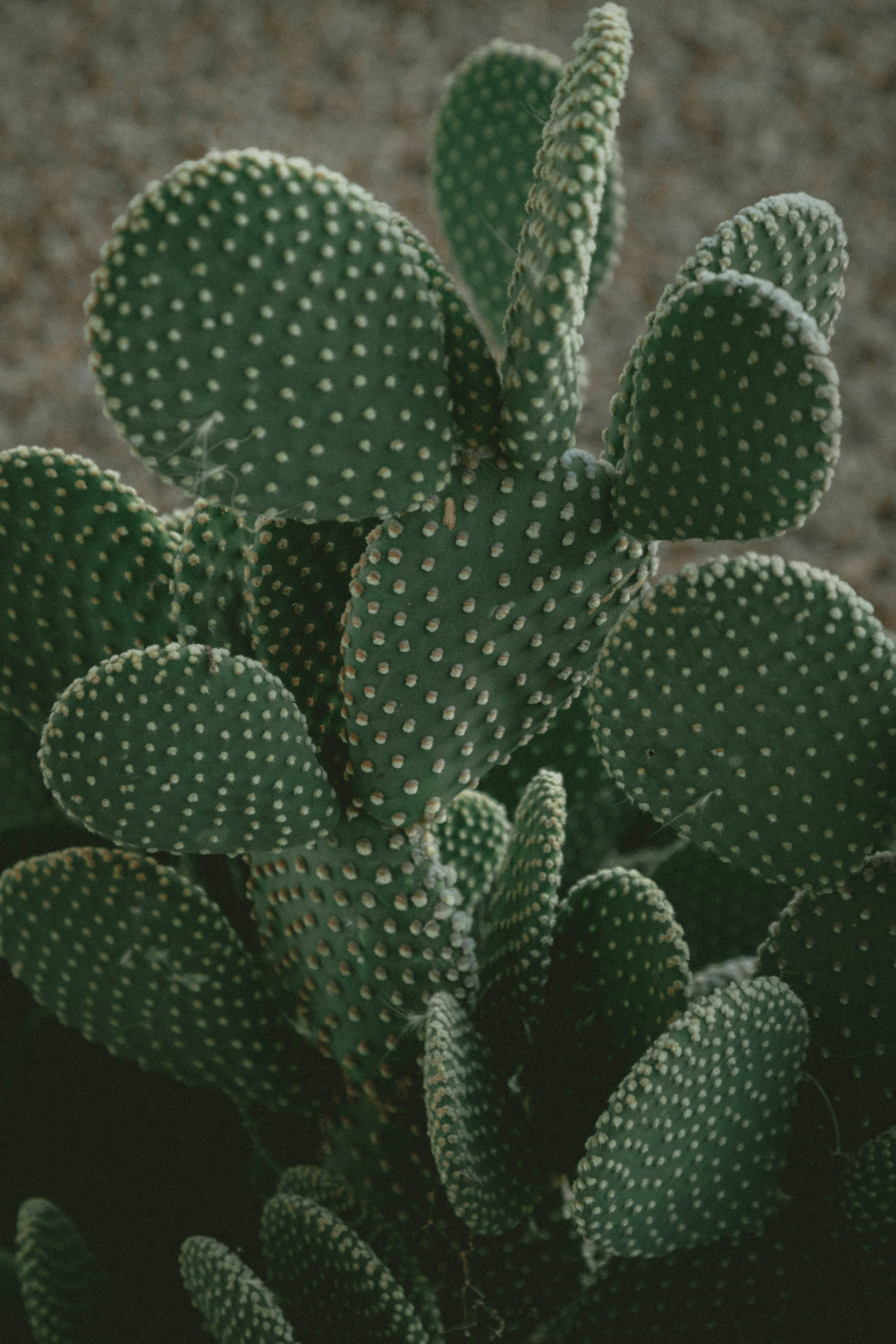 Amazing Health Benefits Of Cactus