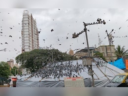 कबुतरांना दाणे टाकताना हटकल्याचा राग, वृद्धासह लेकीला बेदम मारहाण, गळा दाबला अन् रॉडने...