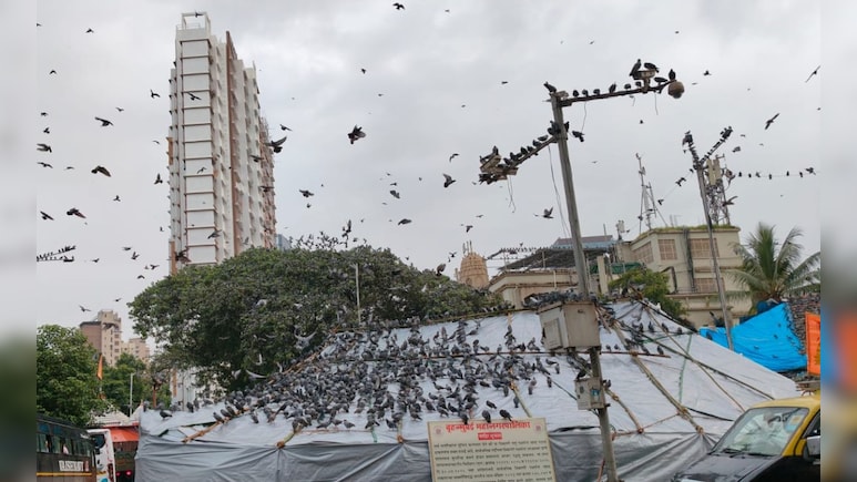 Mumbai Kabutar Khana News: कबुतरांना दाणे टाकताना हटकल्याचा राग, वृद्धासह लेकीला बेदम मारहाण, गळा दाबला अन् रॉडने... Mumbai Kabutar Khana News: कबुतरांना दाणे टाकताना हटकल्याचा राग, वृद्धासह लेकीला बेदम मारहाण, गळा दाबला अन् रॉडने...