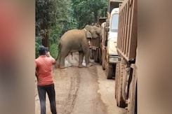 Video: Hungry Elephant Blocks Road, Searches Multiple Trucks For Food Video: Hungry Elephant Blocks Road, Searches Multiple Trucks For Food