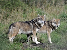 How Scarlett Johannson, AC/DC Band Are Keeping Wolves Away From Cattle In US How Scarlett Johannson, AC/DC Band Are Keeping Wolves Away From Cattle In US