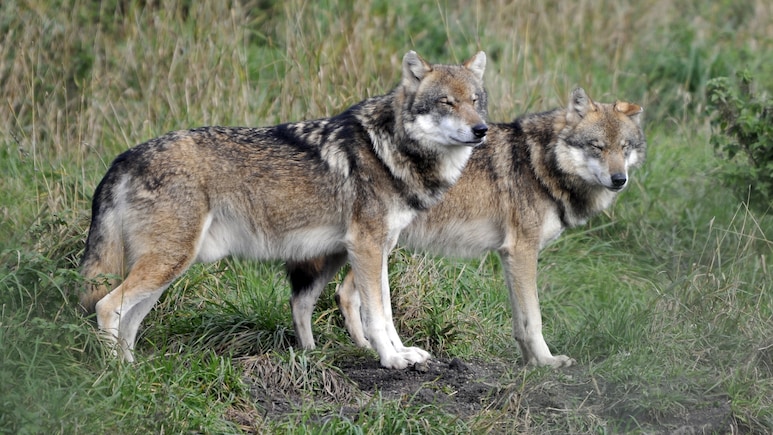How Scarlett Johannson, AC/DC Band Are Keeping Wolves Away From Cattle In US How Scarlett Johannson, AC/DC Band Are Keeping Wolves Away From Cattle In US