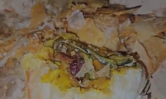 Telangana Woman Finds Snake In Snack, Files Complaint Against Bakery