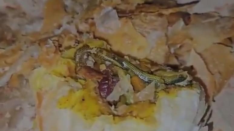 Telangana Woman Finds Snake In Snack, Files Complaint Against Bakery