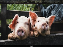 Doctors Transplant Pig Lung Into Human, What Happened Next Shocked Scientists Doctors Transplant Pig Lung Into Human, What Happened Next Shocked Scientists