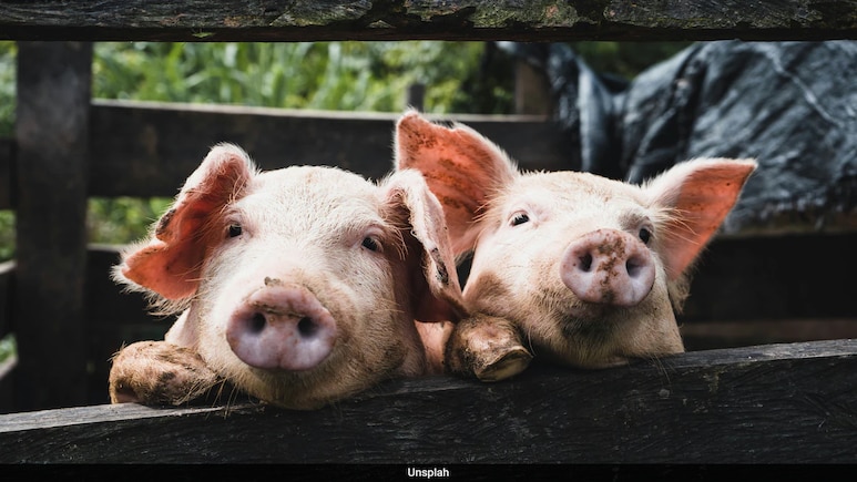 Doctors Transplant Pig Lung Into Human, What Happened Next Shocked Scientists Doctors Transplant Pig Lung Into Human, What Happened Next Shocked Scientists