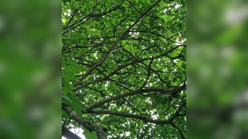 क्या आप इस तस्वीर में छिपे तोते को 10 सेकंड के अंदर ढूंढ लेंगे? 90% लोगों ने दिया गलत जवाब