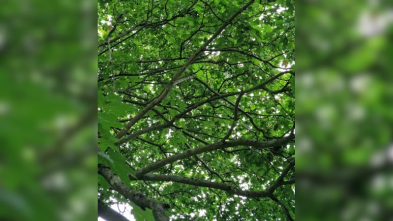क्या आप इस तस्वीर में छिपे तोते को 10 सेकंड के अंदर ढूंढ लेंगे? 90% लोगों ने दिया गलत जवाब