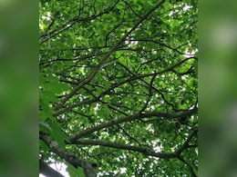 क्या आप इस तस्वीर में छिपे तोते को 10 सेकंड के अंदर ढूंढ लेंगे? 90% लोगों ने दिया गलत जवाब क्या आप इस तस्वीर में छिपे तोते को 10 सेकंड के अंदर ढूंढ लेंगे? 90% लोगों ने दिया गलत जवाब