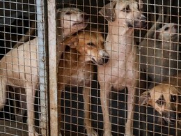 Jodhpur: 93 साल पहले पुलिस करती थी आवारा कुत्तों की देखभाल, आज नगर निगम लाचार! जानिए क्या है पूरा मामला Jodhpur: 93 साल पहले पुलिस करती थी आवारा कुत्तों की देखभाल, आज नगर निगम लाचार! जानिए क्या है पूरा मामला